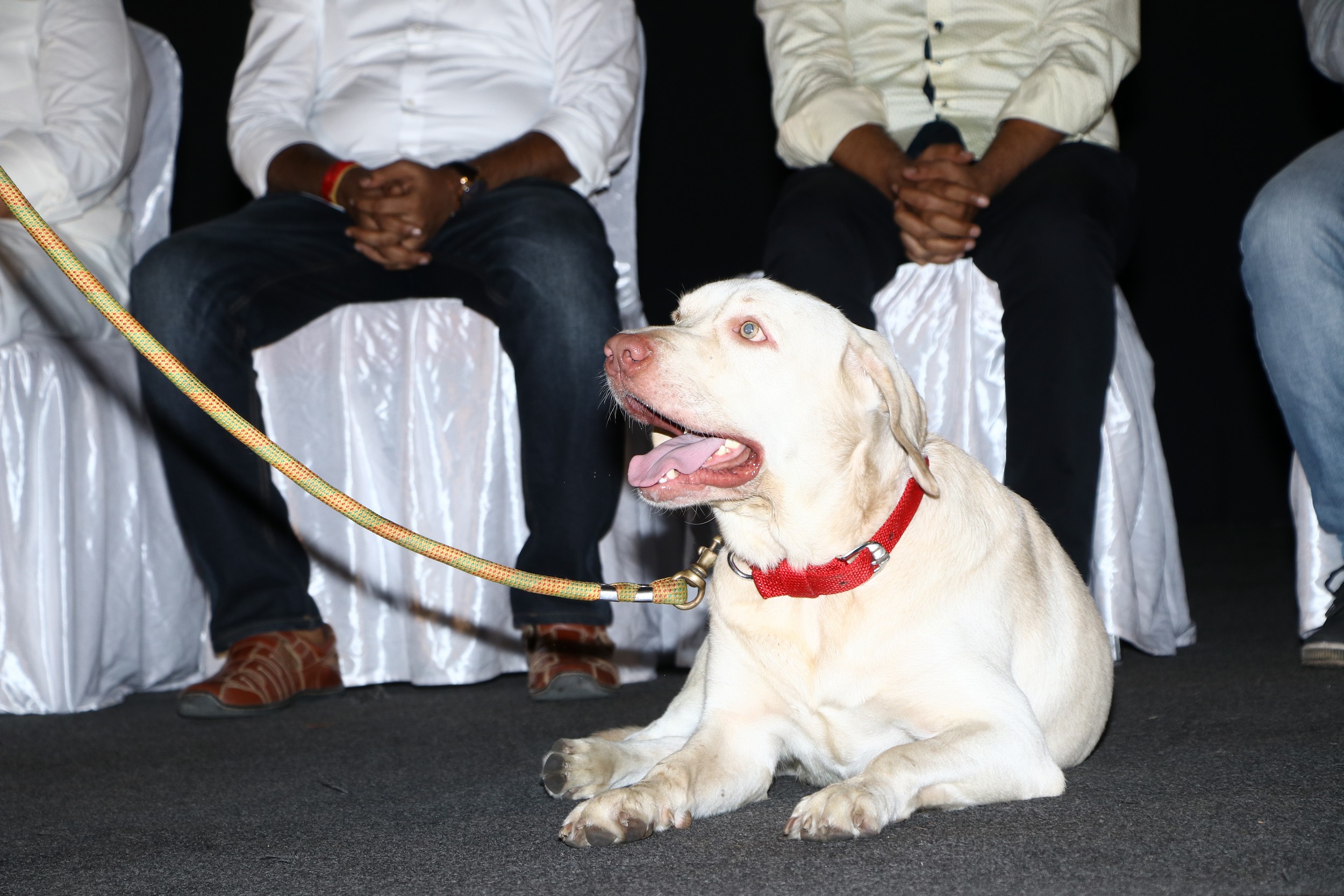 Gurkha Fresh Photos.